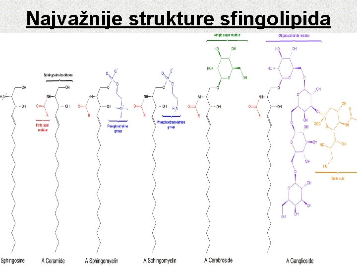 Najvažnije strukture sfingolipida 