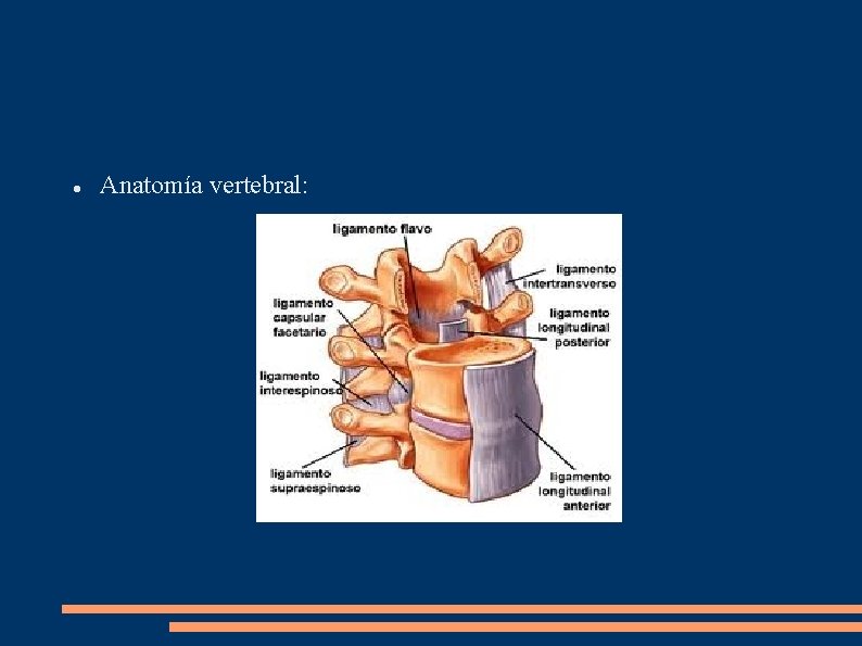  Anatomía vertebral: 