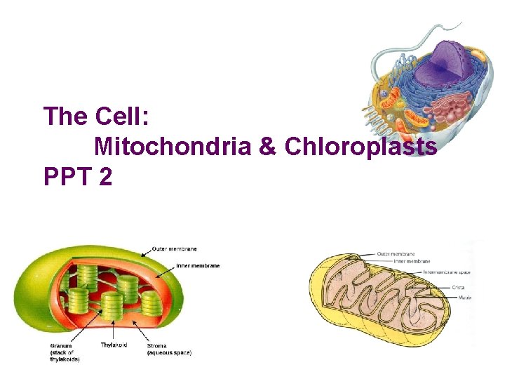 The Cell: Mitochondria & Chloroplasts PPT 2 