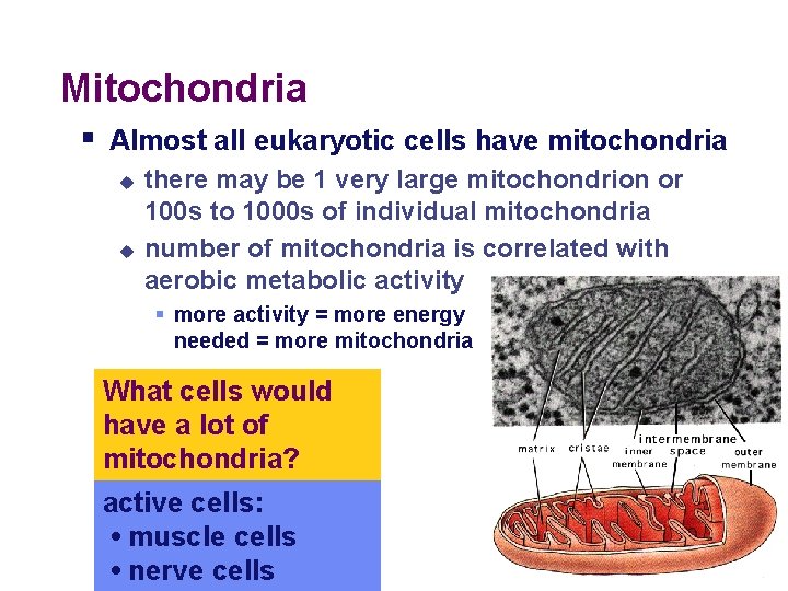 Mitochondria § Almost all eukaryotic cells have mitochondria u u there may be 1