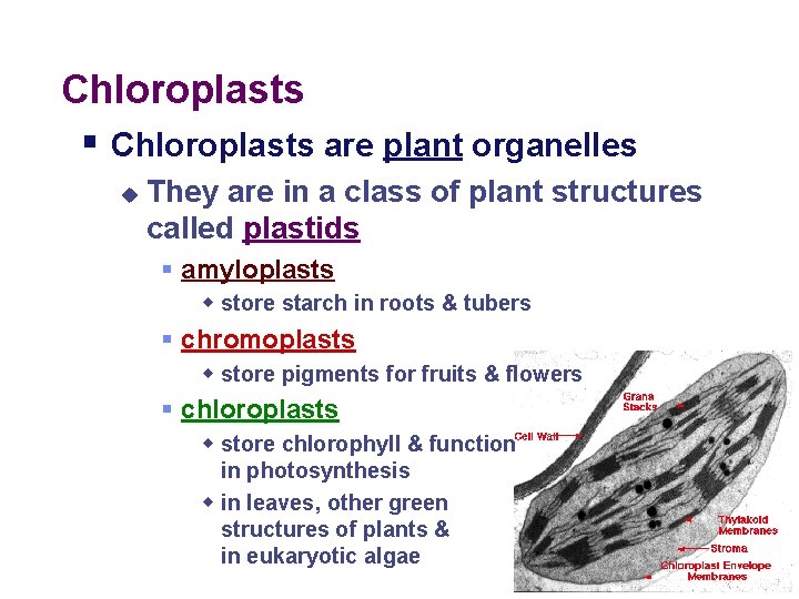 Chloroplasts § Chloroplasts are plant organelles u They are in a class of plant