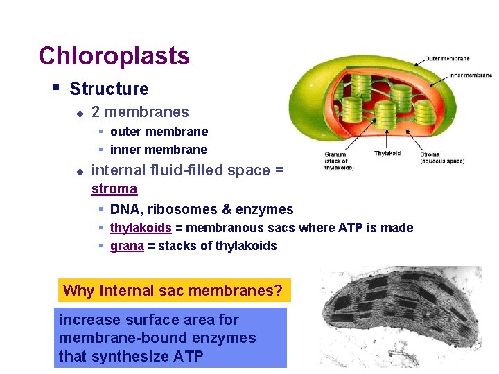 Chloroplasts § Structure u 2 membranes § outer membrane § inner membrane u internal