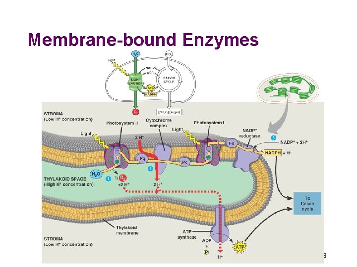Membrane-bound Enzymes 2005 -2006 
