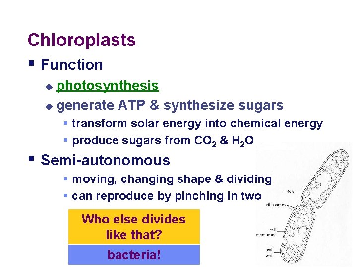 Chloroplasts § Function photosynthesis u generate ATP & synthesize sugars u § transform solar