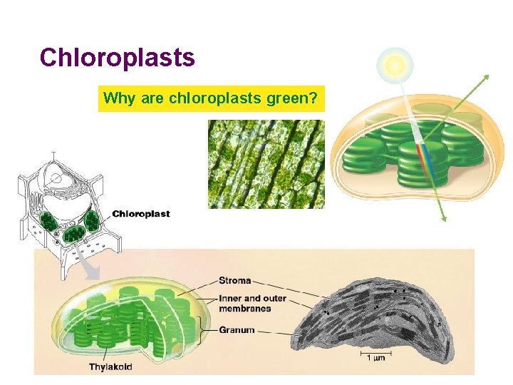 Chloroplasts Why are chloroplasts green? 2005 -2006 