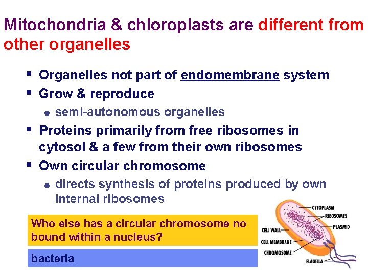 Mitochondria & chloroplasts are different from other organelles § Organelles not part of endomembrane