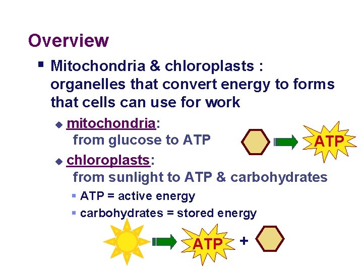 Overview § Mitochondria & chloroplasts : organelles that convert energy to forms that cells