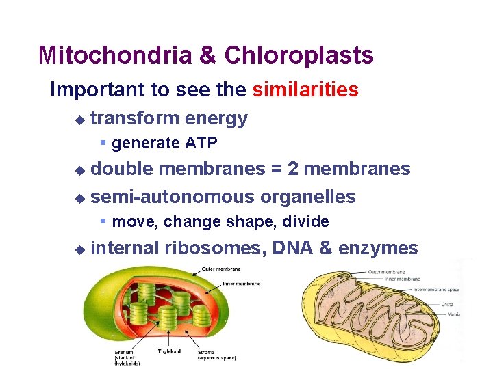 Mitochondria & Chloroplasts Important to see the similarities u transform energy § generate ATP