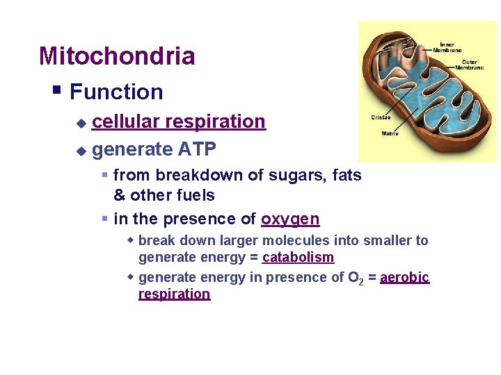 Mitochondria § Function cellular respiration u generate ATP u § from breakdown of sugars,