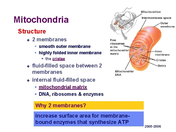 Mitochondria Structure u 2 membranes § smooth outer membrane § highly folded inner membrane