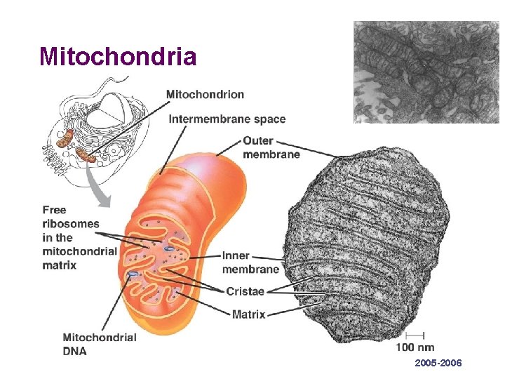 Mitochondria 2005 -2006 