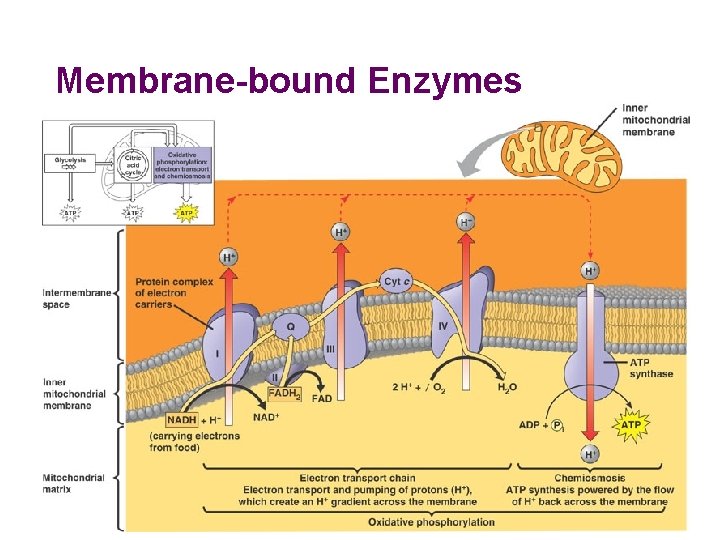 Membrane-bound Enzymes 2005 -2006 