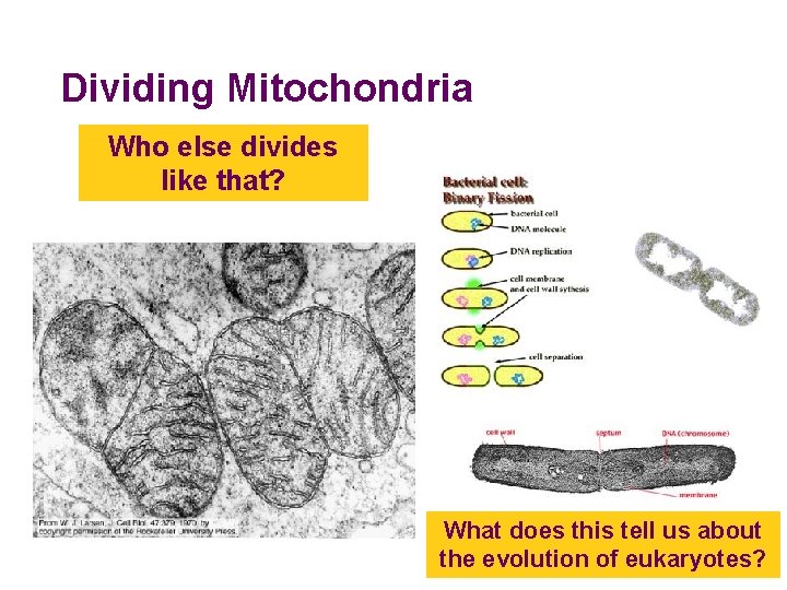 Dividing Mitochondria Who else divides like that? What does this tell us about the