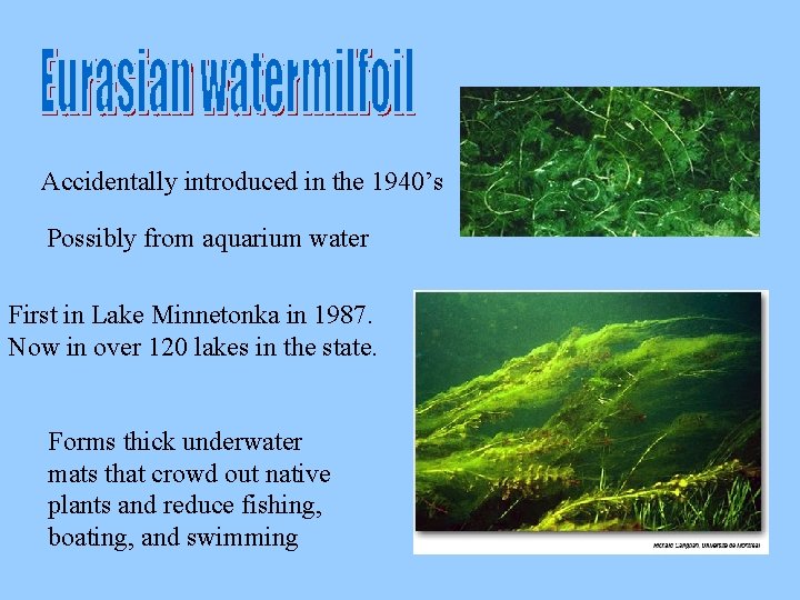 Accidentally introduced in the 1940’s Possibly from aquarium water First in Lake Minnetonka in
