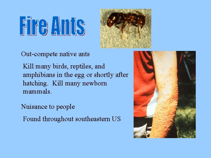 Out-compete native ants Kill many birds, reptiles, and amphibians in the egg or shortly