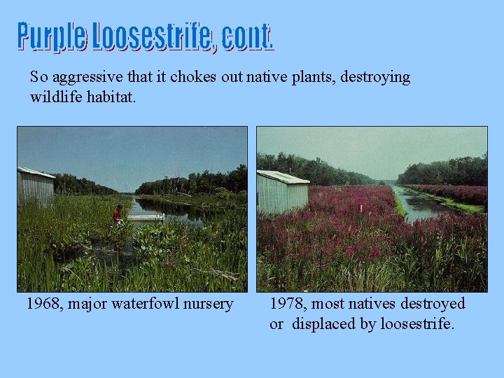 So aggressive that it chokes out native plants, destroying wildlife habitat. 1968, major waterfowl