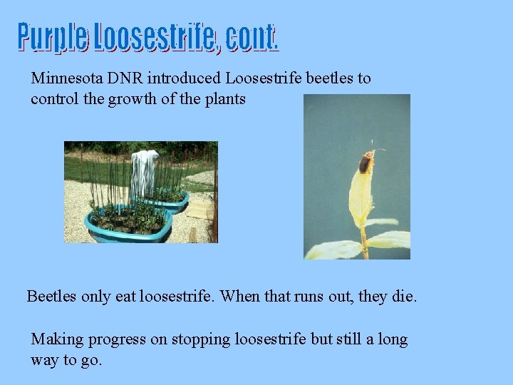 Minnesota DNR introduced Loosestrife beetles to control the growth of the plants Beetles only