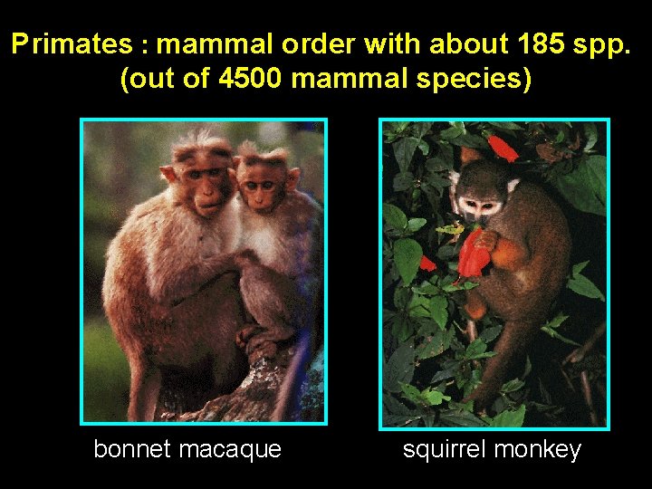 Primates : mammal order with about 185 spp. (out of 4500 mammal species) bonnet