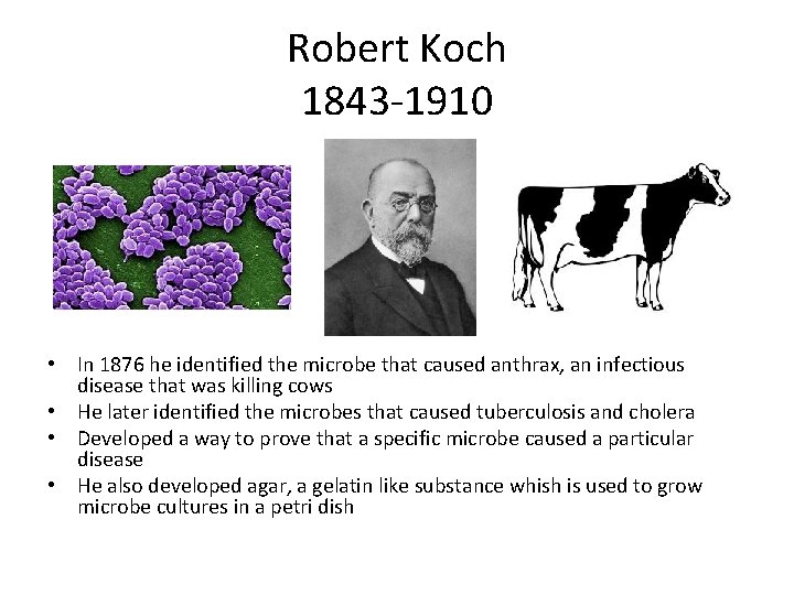 Robert Koch 1843 -1910 • In 1876 he identified the microbe that caused anthrax,