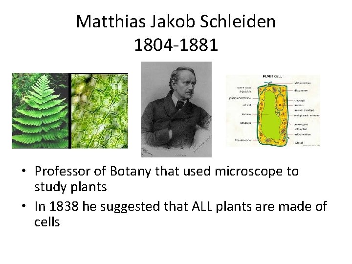 Matthias Jakob Schleiden 1804 -1881 • Professor of Botany that used microscope to study