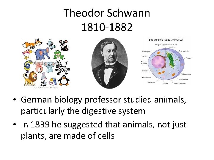 Theodor Schwann 1810 -1882 • German biology professor studied animals, particularly the digestive system