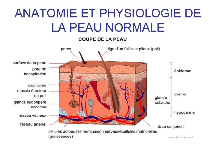 ANATOMIE ET PHYSIOLOGIE DE LA PEAU NORMALE 