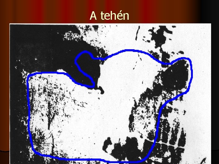 A tehén 