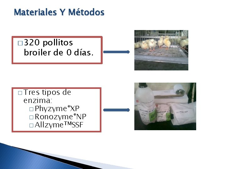 Materiales Y Métodos � 320 pollitos broiler de 0 días. � Tres tipos de