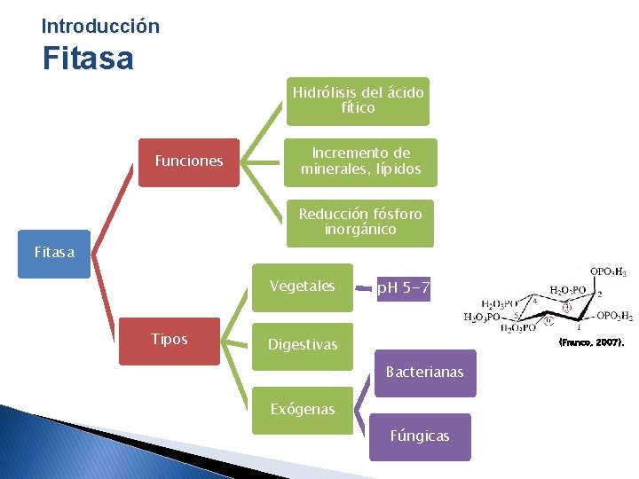 Introducción Fitasa Hidrólisis del ácido fítico Funciones Incremento de minerales, lípidos Reducción fósforo inorgánico