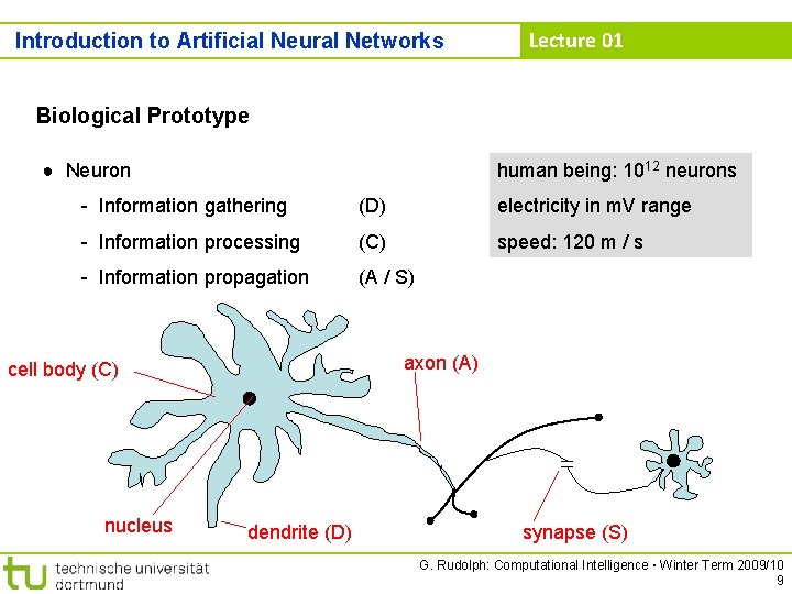 Introduction to Artificial Neural Networks Lecture 01 Biological Prototype ● Neuron human being: 1012