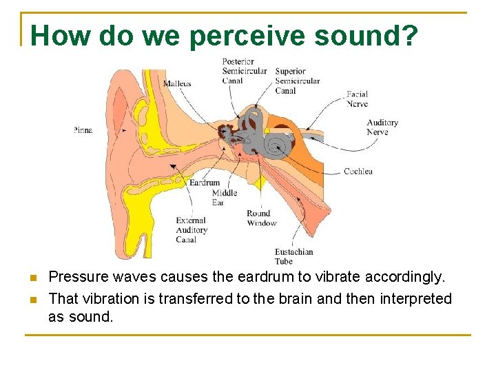 How do we perceive sound? n n Pressure waves causes the eardrum to vibrate