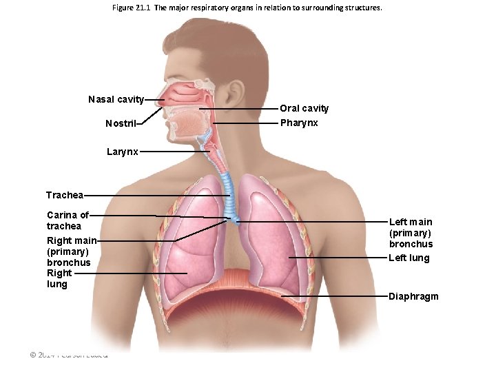 Figure 21. 1 The major respiratory organs in relation to surrounding structures. Nasal cavity