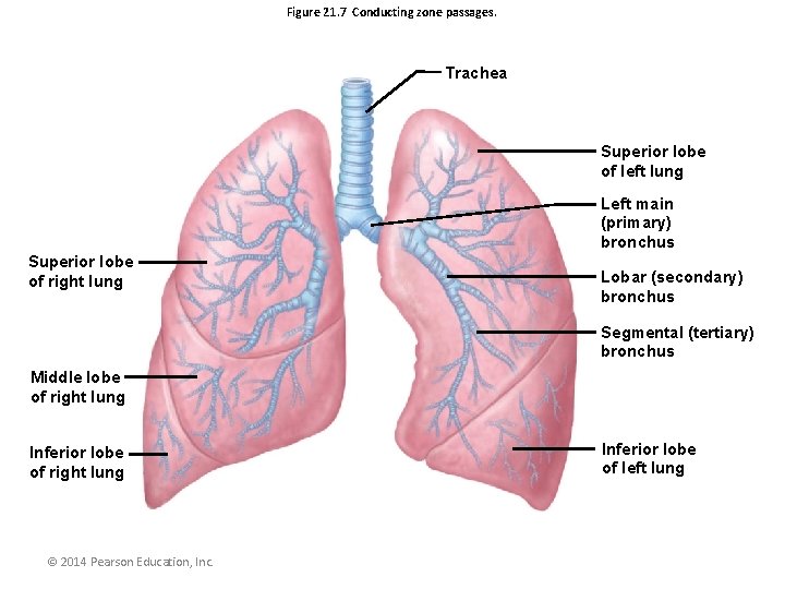 Figure 21. 7 Conducting zone passages. Trachea Superior lobe of left lung Left main