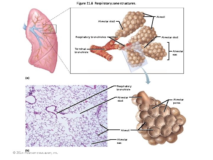 Figure 21. 8 Respiratory zone structures. Alveoli Alveolar duct Respiratory bronchioles Alveolar duct Terminal