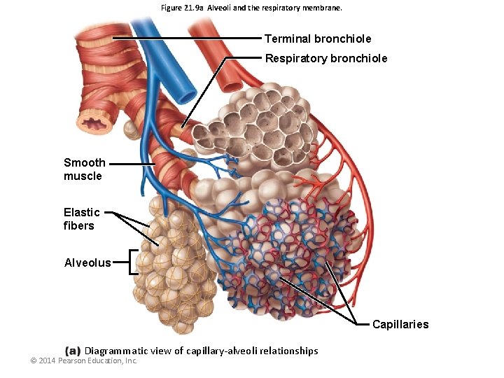 Figure 21. 9 a Alveoli and the respiratory membrane. Terminal bronchiole Respiratory bronchiole Smooth