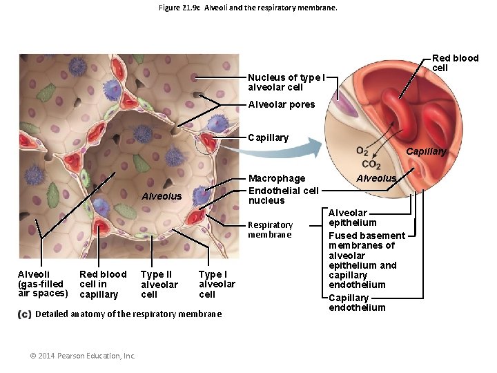 Figure 21. 9 c Alveoli and the respiratory membrane. Red blood cell Nucleus of