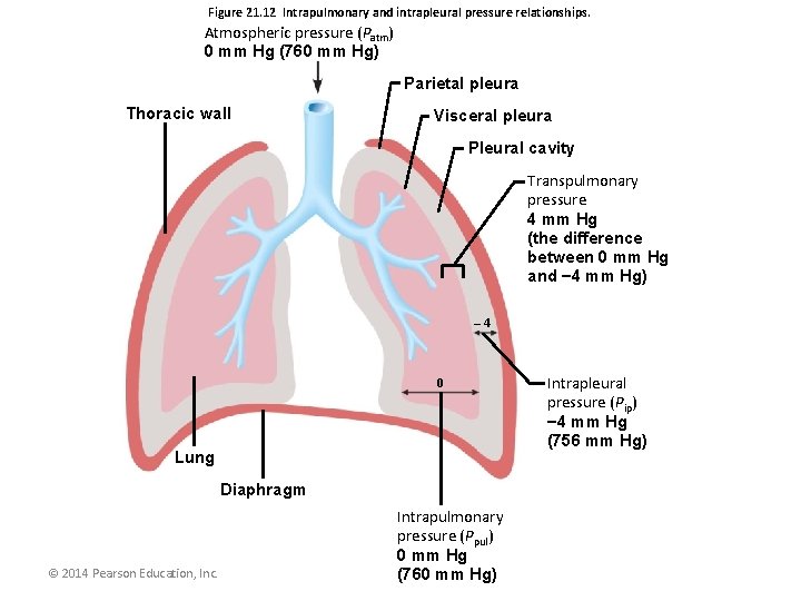 Figure 21. 12 Intrapulmonary and intrapleural pressure relationships. Atmospheric pressure (Patm) 0 mm Hg