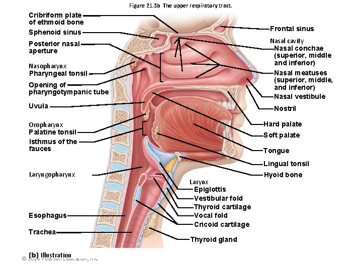 Figure 21. 3 b The upper respiratory tract. Cribriform plate of ethmoid bone Sphenoid