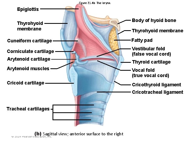 Figure 21. 4 b The larynx. Epiglottis Thyrohyoid membrane Body of hyoid bone Thyrohyoid