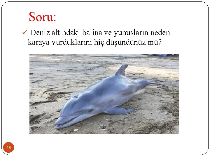  Soru: ü Deniz altındaki balina ve yunusların neden karaya vurduklarını hiç düşündünüz mü?