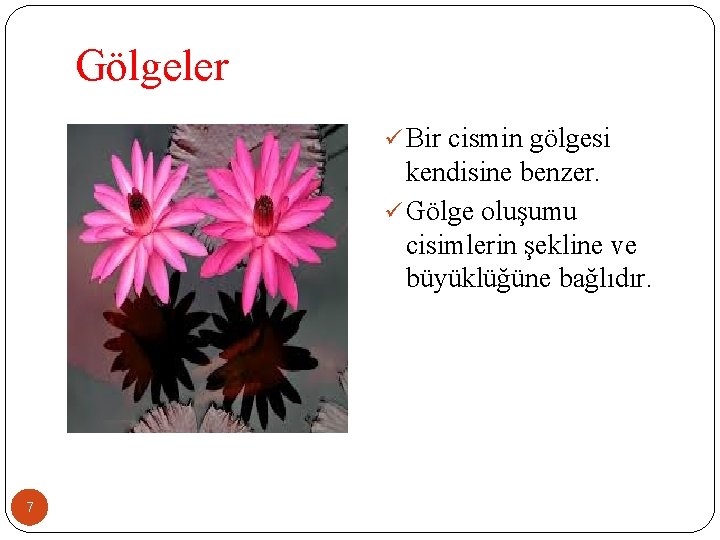 Gölgeler ü Bir cismin gölgesi kendisine benzer. ü Gölge oluşumu cisimlerin şekline ve büyüklüğüne