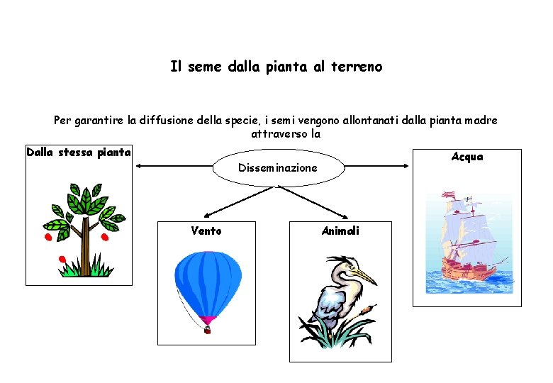 Il seme dalla pianta al terreno Per garantire la diffusione della specie, i semi