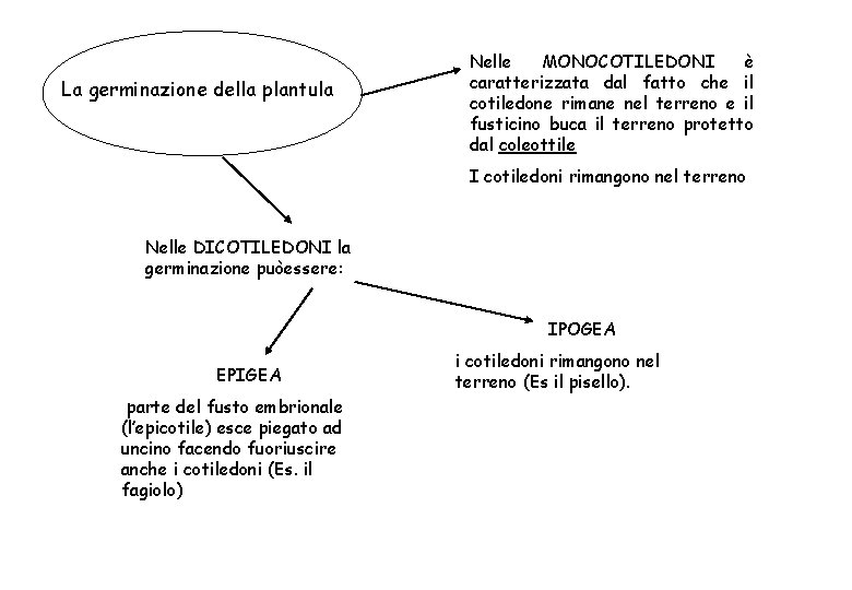 La germinazione della plantula Nelle MONOCOTILEDONI è caratterizzata dal fatto che il cotiledone rimane