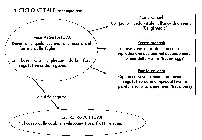 Il CICLO VITALE prosegue con: Piante annuali Compiono il ciclo vitale nell’arco di un