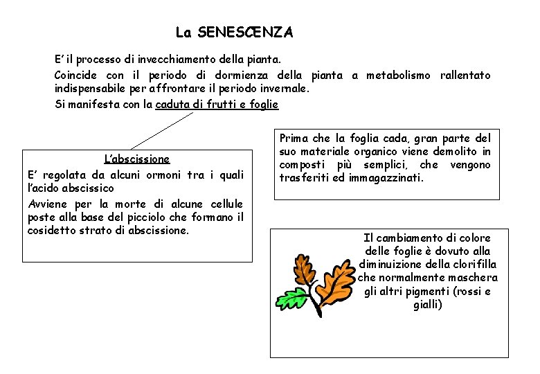 La SENESCENZA E’ il processo di invecchiamento della pianta. Coincide con il periodo di