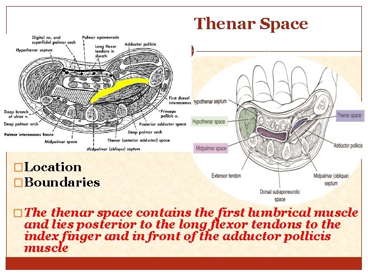 Thenar Space �Location �Boundaries � The thenar space contains the first lumbrical muscle and