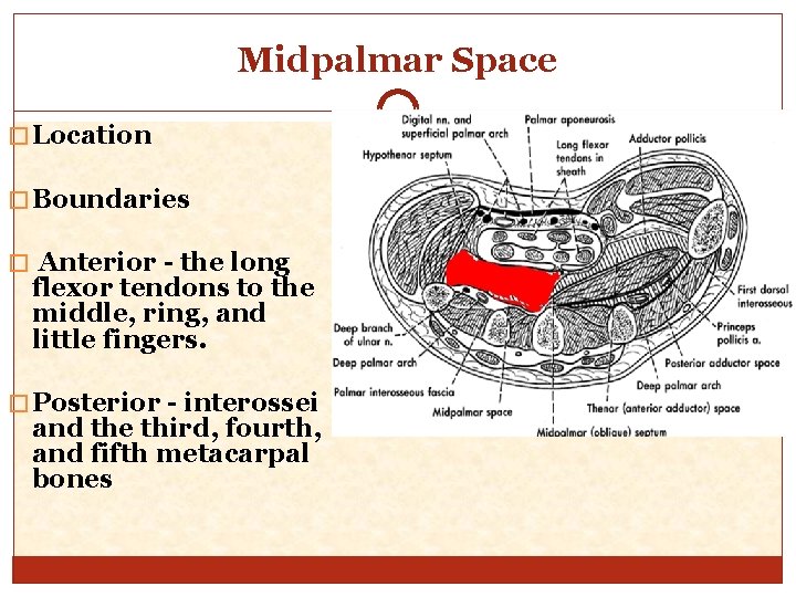 Midpalmar Space � Location � Boundaries � Anterior - the long flexor tendons to