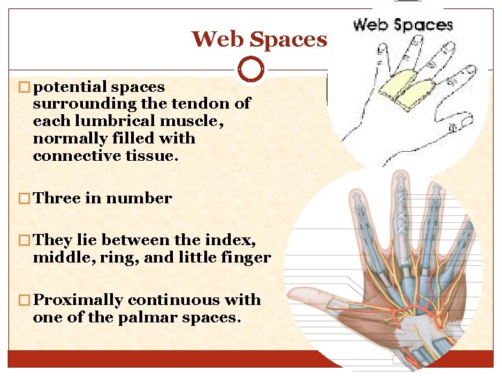 Web Spaces � potential spaces surrounding the tendon of each lumbrical muscle, normally filled