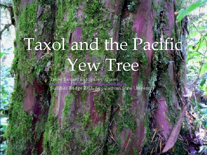 Taxol and the Pacific Yew Tree { Tayler Barnard and Sydney Allison barnardt@email. appstate.