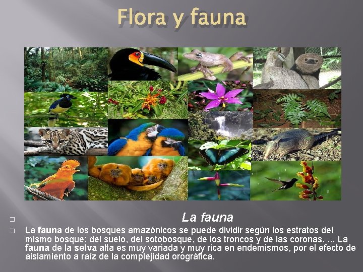 Flora y fauna � � La fauna de los bosques amazónicos se puede dividir